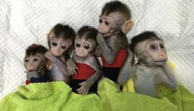 Gene-Edited Monkeys