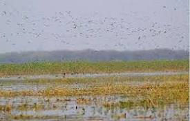 wetlands from India