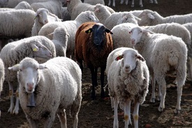 Kendrapara Sheep