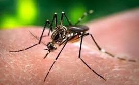 Zika Transmitting Mosquito