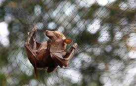 Ebola species in Bats