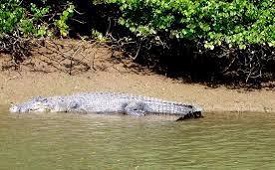 Endangered Estuarine Crocodiles