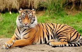 International Tiger Day