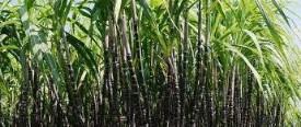 Sugarcane Price