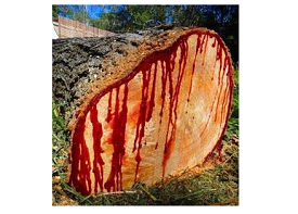 Dragon Blood-oozing Tree