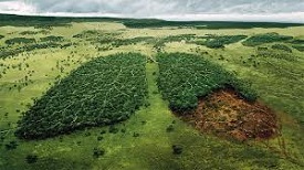 Ban Deforestation