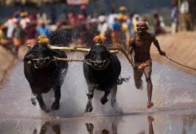 Kambala