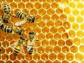 Beekeeping Development