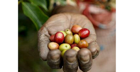 Sustainable Gastronomy Day