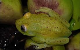 fluorescent frog