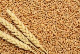 High Protein Wheat Variety