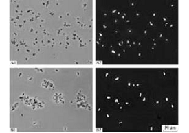 Methanotrophic Bacteria