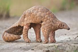 Mutation and Pangolins