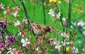 World Sparrow Day