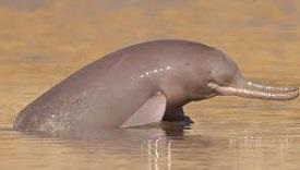 Indus Dolphins