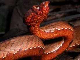 Heat-Sensing Snake