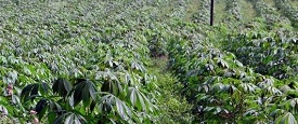 Medicinal Plant Cultivation