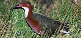 White Throated Rail