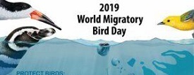 World Migratory Bird Day