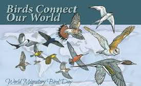 World Migratory Bird Day