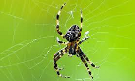 Spider Species