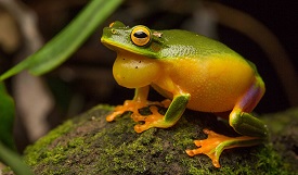 Litoria Bella Frog