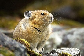 Pika