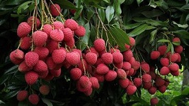 Shahi Litchi