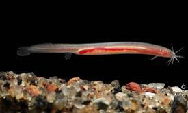 New Species of Eel