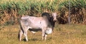 Zebu Cattle Genomics