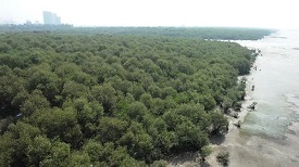 Bombay Mangrove Destruction