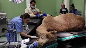 Camel Hospital