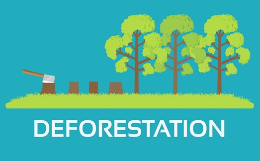 how does deforestation lead to desertification