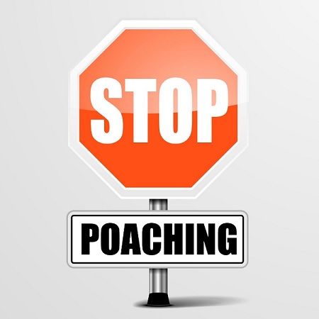 Poaching Wildlife