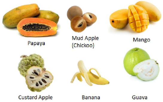 Pulpy Fruits