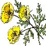 Beautiful Flowers Clipart 21