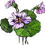 Beautiful Flowers Clipart 29