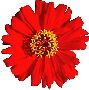 Beautiful Flowers Clipart 46
