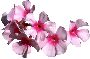 Beautiful Flowers Clipart 52