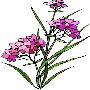Beautiful Flowers Clipart 94