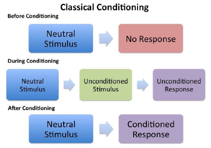 Teoría clásica del condicionamiento